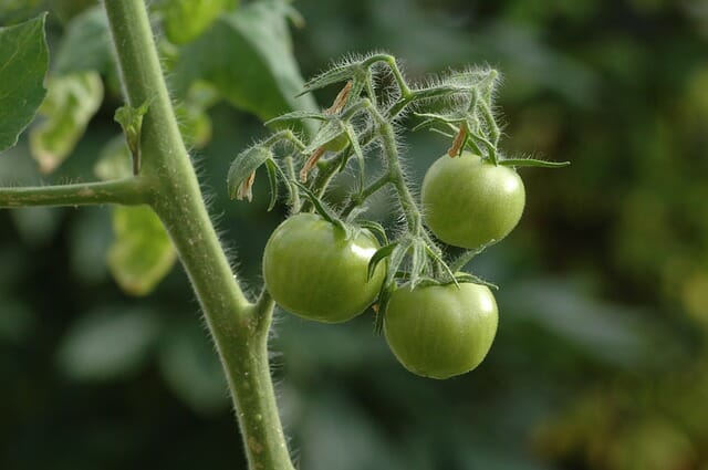 The 4 Fastest (And Best) Ways To Ripen Green Tomatoes