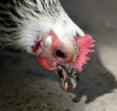 5 Easy Steps Toward Sustainable Chicken Farming