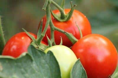 Drowning In Tomatoes? Try Something Different This Year.