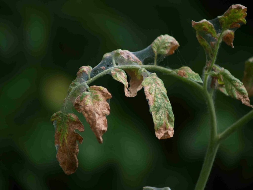 So, You're Tomato Plant Has Wilted Leaves? Here's What To Do.
