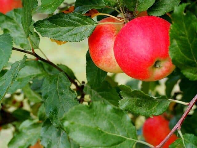 Apples 101: Which Varieties Store The Longest And Bake The Best