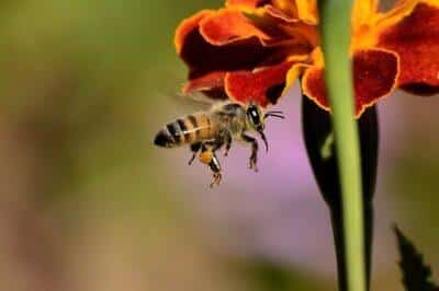 Honey: The Old-Fashioned Wound Treatment That Still Works Today