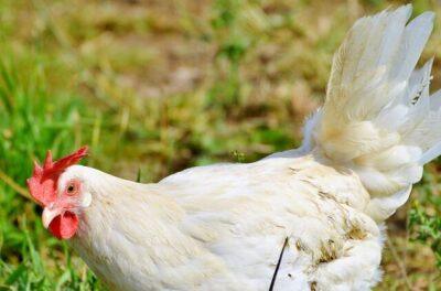 Can Herbs Boost Your Chickens’ Egg Production? Yes!