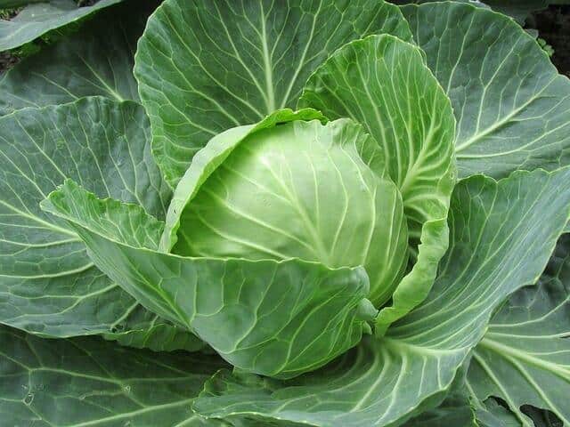 Surprising Kitchen Cures From Cabbage (Yes, Cabbage)