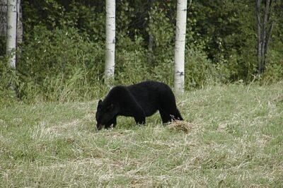 I Have Encountered Bears And Survived. Here's What To Do.