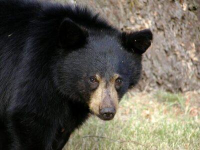 I Have Encountered Bears And Survived. Here's What To Do.