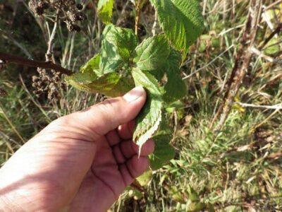 4 Healthy, Homemade Teas You Can Make From Autumn Plants