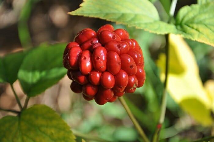 Hot To Find And Harvest Ginseng (Legally)