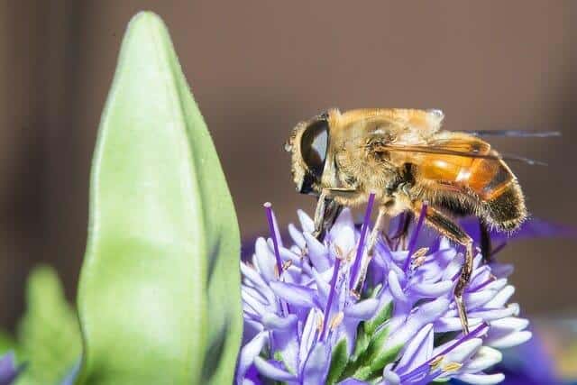 Insect Populations Plummet 75 Percent; ‘Cascading Effects’ On Food Chain