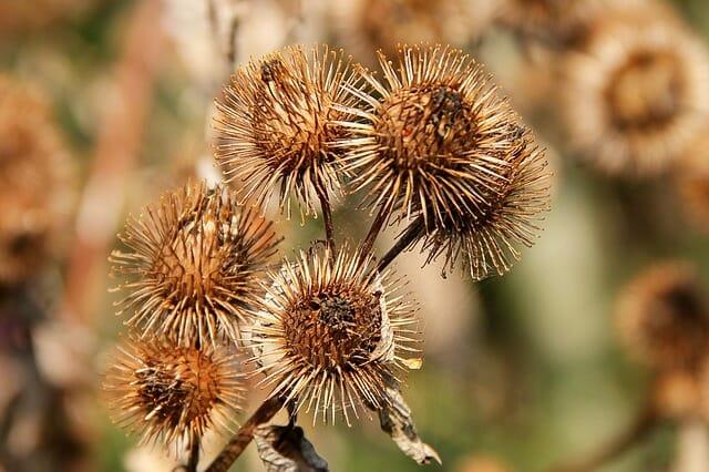 10 Wild, Off-Grid Foods You Can Forage For Each Fall