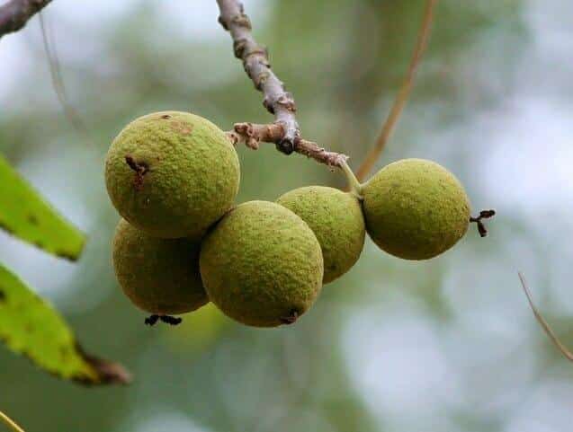 How To Make All-Natural Dye With Black Walnuts