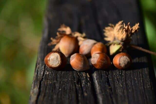 8 Wild Nuts You Can Forage For Each Fall