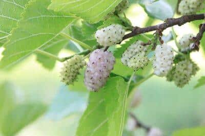 7 Invasive Weeds You Can Turn Into Livestock Feed