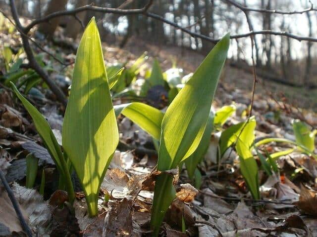 Survival 101: The Right Way To Determine If A Plant Is Edible