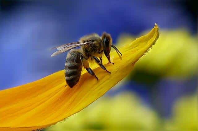 17 Vegetables In Your Garden That Require Bee Pollination