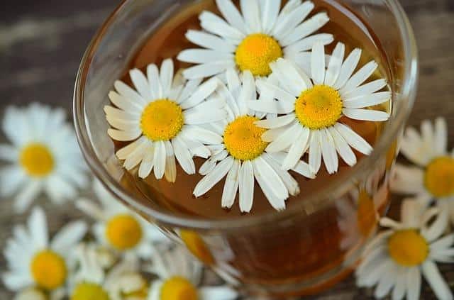 Chamomile: The Tension-Relieving Herb You Can Easily Grow Indoors