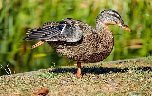 The Simple And Easy Way To Raise Ducks