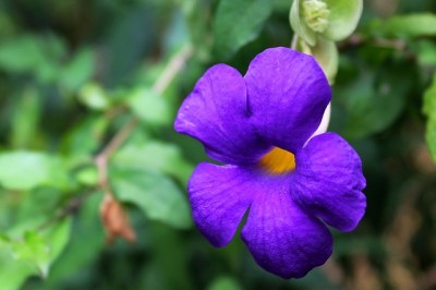 How To Turn Medicinal Weeds Into Infused Oils, Just Like Your Ancestors Did