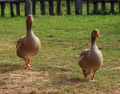 4 Ways Geese Can Work For YOU On The Homestead