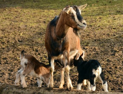 The Hidden Worm That Can Kill Your Goats & Sheep