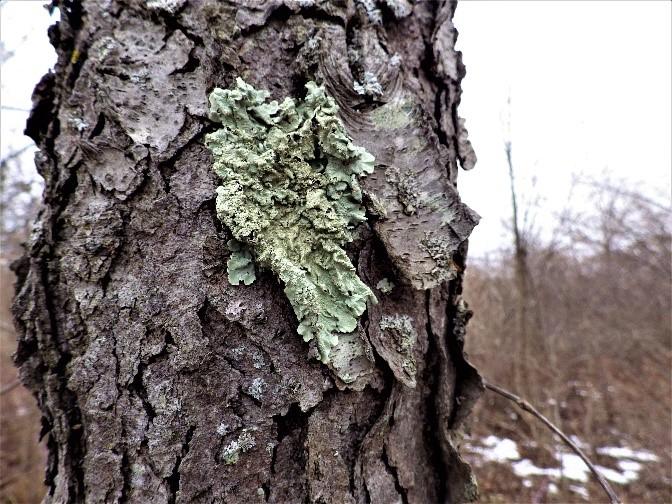 It’s 1,000 Years Old. It’s Edible. And It’s On Your Property