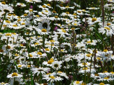 The 1800s Pain-Relief Plant That Doctors Used