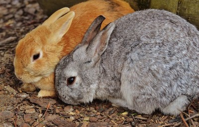 Everything You Need to Know BEFORE Getting Meat Rabbits
