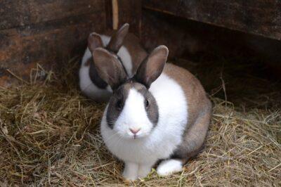 The Easy Low-Cost Rabbit Feed You Can Grow At Home