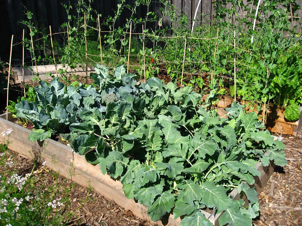 6 Reasons Raised Beds Beat Traditional Gardening Nearly Every Time 