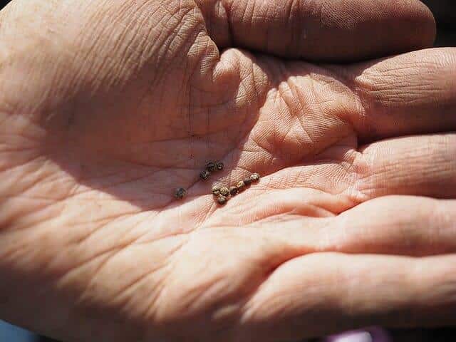 Seed-Saving 101: Everything You Were Too Embarrassed To Ask