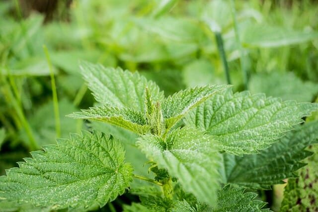 Stinging Nettles: The Delicious Spring Edible ‘Weed’ That Is Easily Tamed