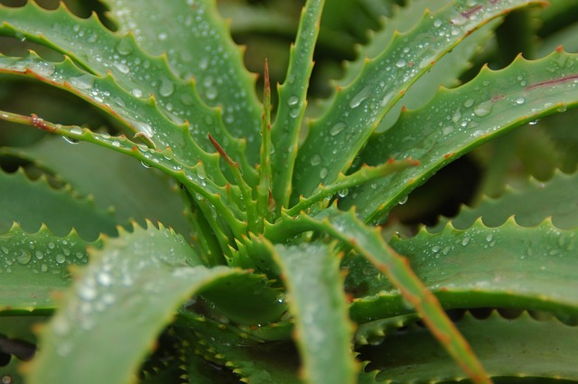 How To Know If Your Store-Bought Aloe Vera Is Fake