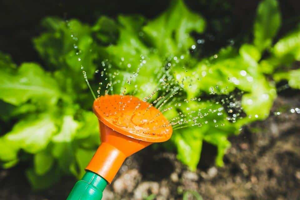 6 Clever Ways To Save Money When Watering Your Garden