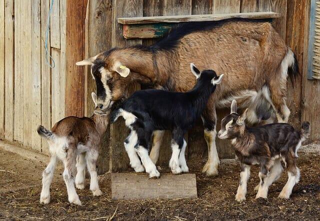 Tips For Reaching Your Homesteading Goals This Year