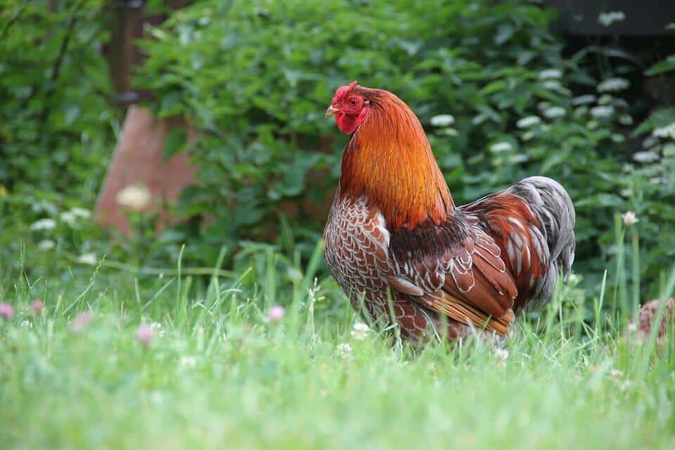 10 Dual-Purpose Chicken Breeds Every Homesteader Should Consider