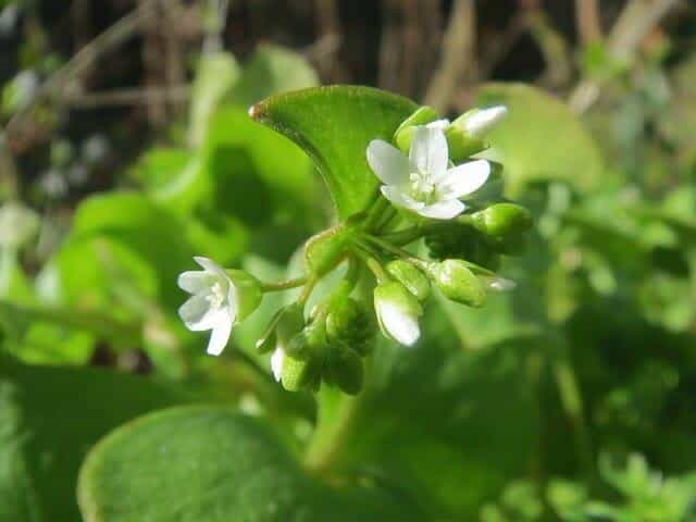 It’s The Annoying-But-Edible Weed That Could Extend Your Life