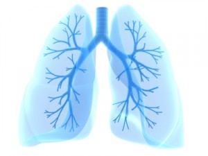 human lung