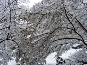 snowy tree