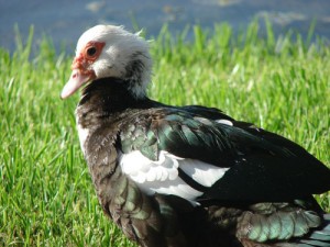 muscovy duck