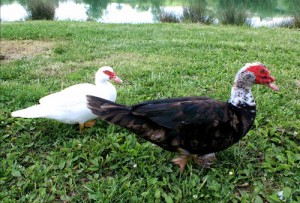 two muscovy ducks