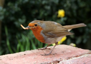 robin in garden
