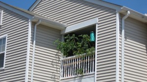 balcony garden