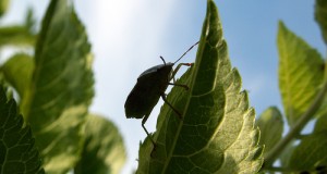 Those Nasty Little Bugs And Diseases In Container Gardens