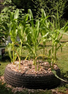 tire garden