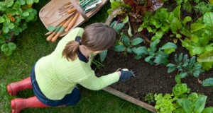 Five Secrets to a Productive Garden