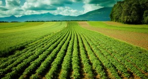 On the Road to Sustainable Food Production