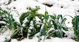 Yes, Virginia (and Maine!), There are Fresh Greens in Winter