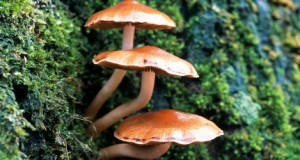 Mushrooms – The Yummy, the Hallucinogenic and the Downright Poisonous