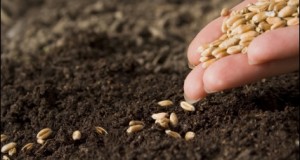 Heirloom Seeds As A Measure Of Value