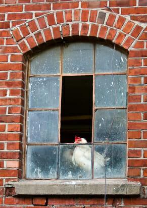 Urban Chickens!